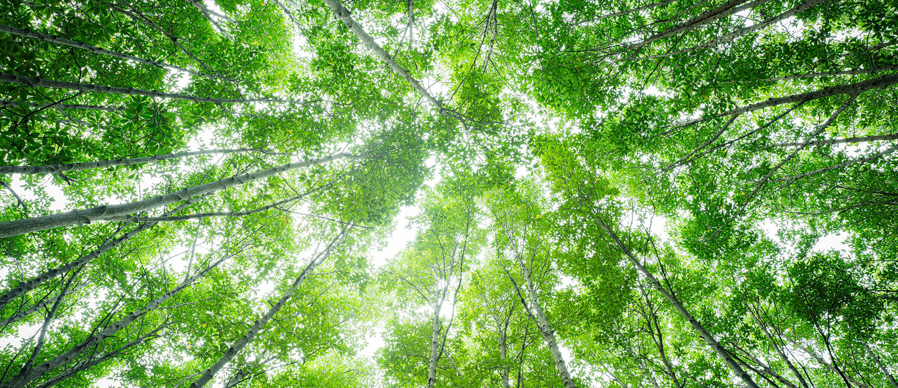 Sürdürülebilir Şehirler  ve Topluluklar