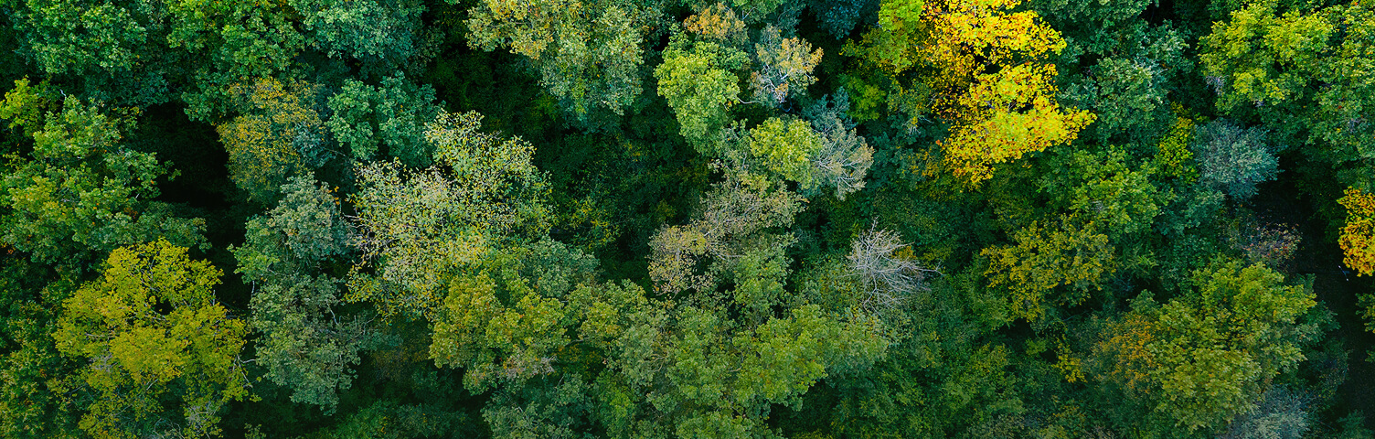 Sürdürülebilirlik